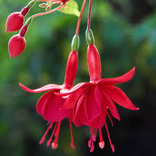 Fuchsia Flower Seeds for Planting - Vibrant Red Annuals for Your Garden - Evergrowseeds