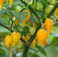Yellow Biquinho Pepper Planting Seeds - Vibrant Fruit for Your Garden