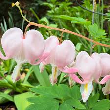 Light Pink Heart Flower Seeds for Planting Low Maintenance Heirloom & GMO Free Seeds for Home Garden
 
 Sale