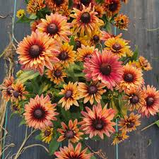 Rudbeckia Sahara Flower Seeds for Vibrant Garden Blooms