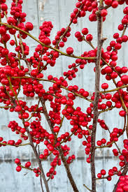 Red Verticillata Fruit Seeds for Planting - Grow Delicious Red Fruits