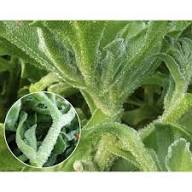 Green Iceplant Seeds for Planting - Vegetable Seeds