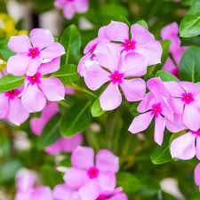 Periwinkle Flower Seeds for Easy Planting