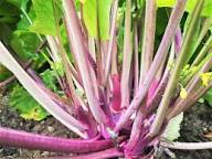 Purple Kosaitai Vegetable Seeds for Planting