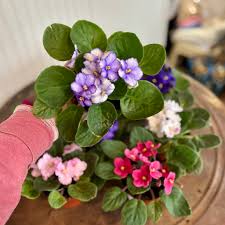 African Flower Planting Seeds Collection - Premium Seeds for Vibrant Blooms