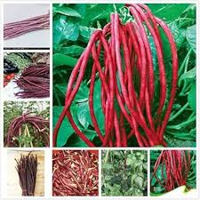 Red Long Bean Vegetable Seeds for Gardens
