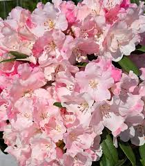 Baby Pink Rhododendron Flower Seeds for Planting Long Bloom Season Heirloom & GMO Free Seeds for Home Garden
 
 Sale