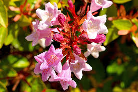 Lavender Abelia Flower Seeds for Planting , Premium Garden Seeds