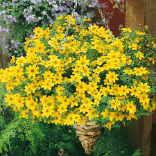 Yellow Bidens Flower seeds for Planting - Low Maintenance, Heirloom & GMO Free Seeds for Home Garden