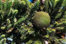 Araucaria Seeds: Complete Planting Guide