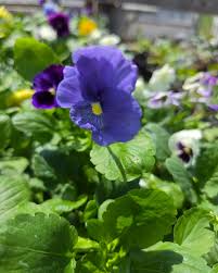 Petunia Blue Phantom Flower Seeds for Planting  Annual Flower Seeds for Vibrant Blooms