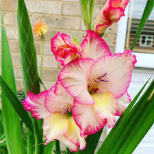 Yellow Light Pink Gladiolus Flower Seeds for Planting Fragrant Blossoms Heirloom & GMO Free Seeds for Home Garden
 
 Sale