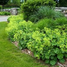 Alchemilla mollis (Lady's Mantle) Seeds for Planting
