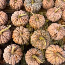 Futsu Squash Seeds: Perfect for Planting