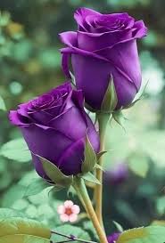 Thick Violet Rose Seeds  Perfect for Planting
