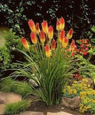 Red Kniphofia Caulescens Seeds for Planting - Vibrant Perennial Flowers