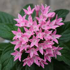 Pink Pentas Flower seeds for Planting - Compact Growth, Heirloom & GMO Free Seeds for Home Garden