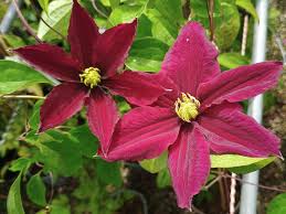 Pink Yellow Clematis Flower seeds for Planting - Cottage Garden Essential, Heirloom & GMO Free Seeds for Home Garden