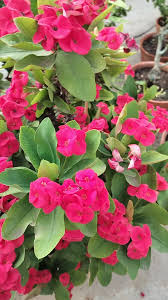 Milii Red Flower Seeds for Planting Vibrant Annuals for Your Garden - Evergrowseeds