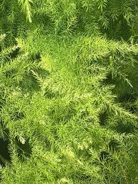 Setaceus Plant Seeds for Easy Planting