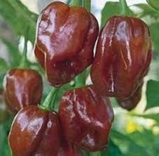 Chocolate Habanero Pepper Seeds for Home Gardening
