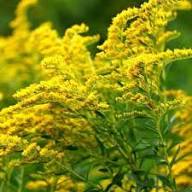 Goldenrod Flower seeds for Planting - Wildflower Mix, Heirloom & GMO Free Seeds for Home Garden