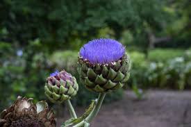 Purple Artichoke Vegetable Seeds for Planting