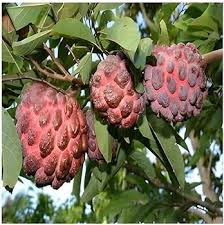 Red Custard Apple Tree Seeds for Planting  Grow Your Own Delicious Fruit