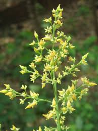 Yellow Hevea Brasiliensis Flower Seeds for Planting