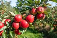 Premium Pink Apple Tree Seeds for Planting - Grow Your Own Delicious Apples