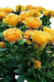 Yellow Rose Seeds for Planting - Beautiful Garden Blooms