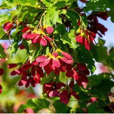 Tatarian Maple Tree Planting - Seeds for Vibrant Growth and Stunning Fall Colors