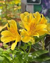 Yellow Alstroemeria Flower Seeds Planting
