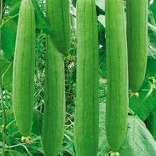 Sponge Gourd Vegetable Seeds for Easy Planting