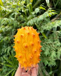 Orange Kiwano Seeds for Planting