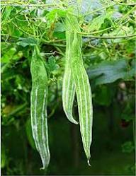 Trichosanthes Cucumerina Seeds for Vegetable Planting