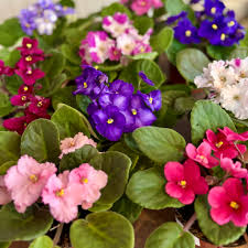 African Flower Planting Seeds Collection - Premium Seeds for Vibrant Blooms