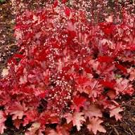Light Orange Heuchera Flower Seeds for Planting Heirloom NONGMO Seeds for Garden Growth Colorful Display 
 
 Sale