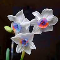 Blue and White Daffodils Flower Seeds for Planting