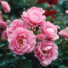 Rosenbusch Flower Seeds for Planting  Beautiful Blossoms for Your Garden