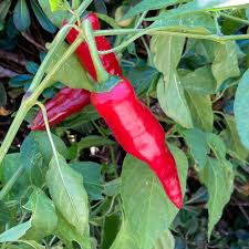 Kalocsa Red Vegetable Seeds for Planting