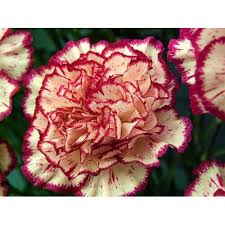 Yellow Purple Carnation Flower Seeds for Planting  Ideal for Garden Beautification and Vibrant Floral Displays