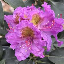 Violet Rhododendron Flower Seeds – Premium Quality Heirloom & NonGMO Seeds for Home Garden
 
 Sale
