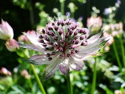 Blue Masterwort Seeds for Planting  Astrantia Major Flowers