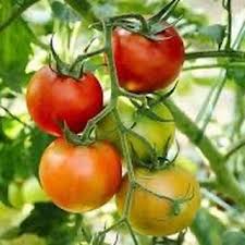 Yellow Red Tomato Vegetable Seeds for Gardening