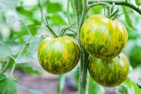 Tomate Cebra Seeds for Home Gardening