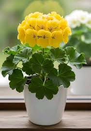 Dark Yellow Geranium Flower Seeds for Planting Perfect for Borders Heirloom & GMO Free Seeds for Home Garden
 
 Sale
