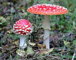 Red & White Mushroom Vegetable Seeds for Easy Planting