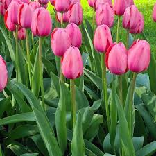 Light Pink Tulip Flower Seeds for Planting