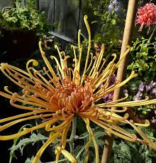Japan Spider Chrysanthemums Seeds for Planting - Unique Floral Beauty